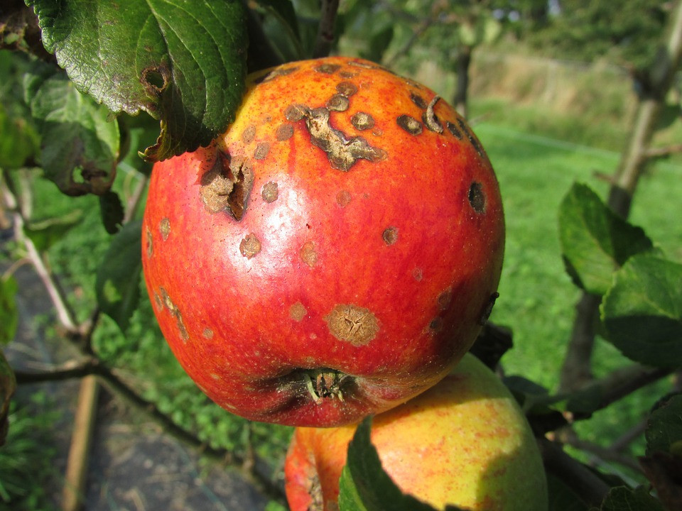 Manzana podrida