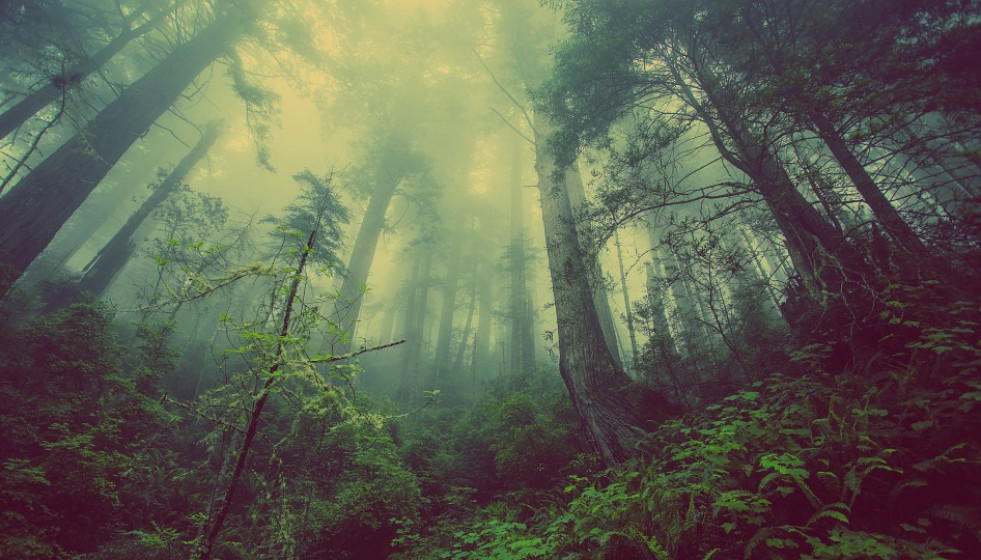 Bosque